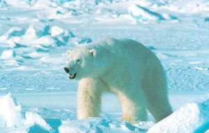 Ursus_maritinus