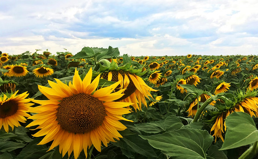 Ur arkivet: Europas glömda krig