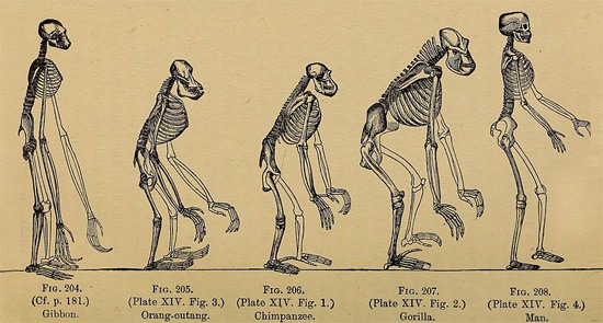 Evolution och kreationism