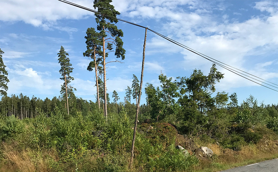 Anders Ydstedt: Höga elpriser var målet