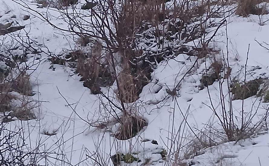 Mats Fält: Korv med kardinalen