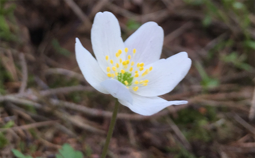 Ur arkivet: Kristdemokraterna och framgången