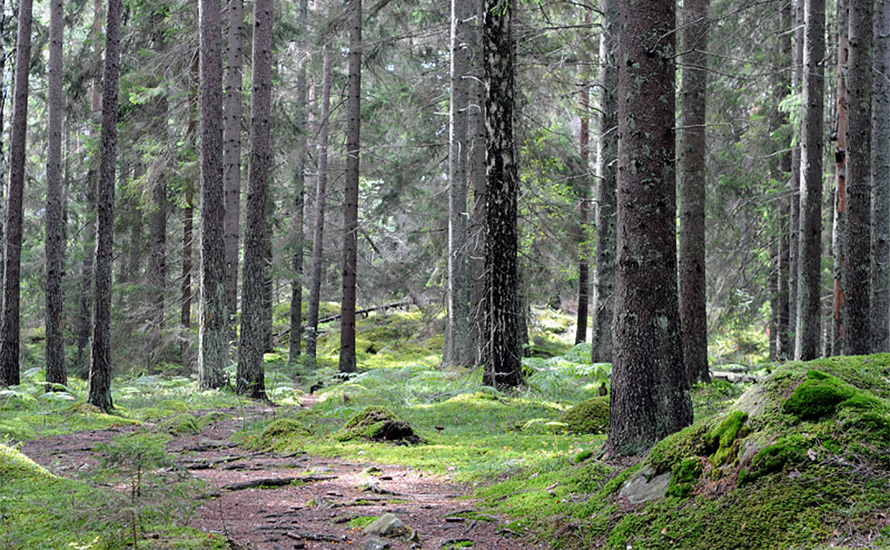 Svensk Tidskrift anordnade seminarium om skog och ägande